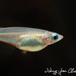 Daisy's Ricefish, photo 7