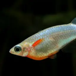 Daisy's Ricefish, photo 8