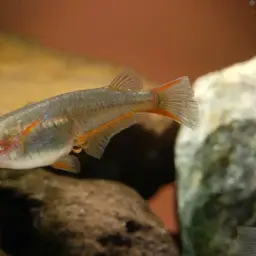 Daisy's Ricefish, photo 9