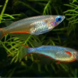 Daisy's Ricefish, photo 10