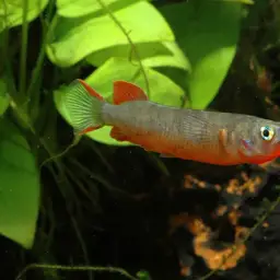 Daisy's Ricefish, photo 11