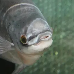 Elephant Ear Gourami, photo 1