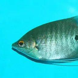 Elephant Ear Gourami, photo 2