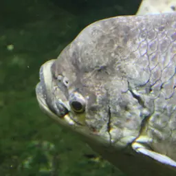 Elephant Ear Gourami, photo 4