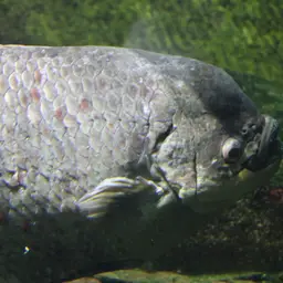 Elephant Ear Gourami, photo 5