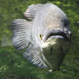Elephant Ear Gourami, photo 8