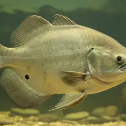 Elephant Ear Gourami, photo 10