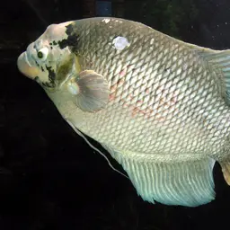 Giant Gourami, photo 1