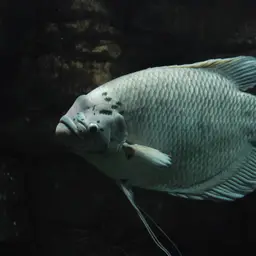 Giant Gourami, photo 2
