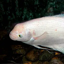 Giant Gourami, photo 6