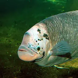 Giant Gourami, photo 7