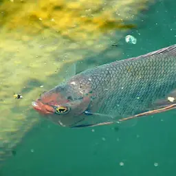 Giant Gourami, photo 8