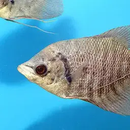 Giant Gourami, photo 9
