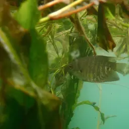 Giant Gourami, photo 11