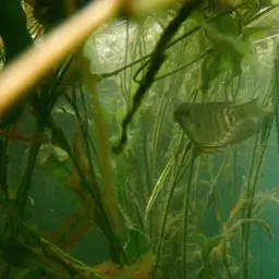 Giant Gourami, photo 12