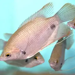 Giant red tail gourami
