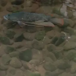 Giant red tail gourami, photo 2