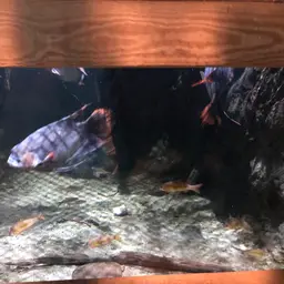 Giant red tail gourami, photo 3