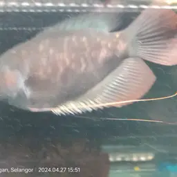 Giant red tail gourami, photo 4