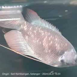 Giant red tail gourami, photo 5