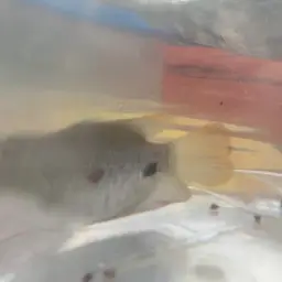 Giant red tail gourami, photo 7