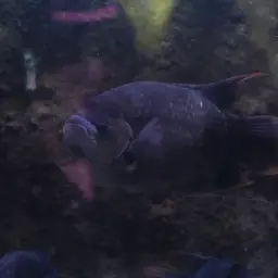 Giant red tail gourami, photo 8