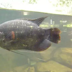 Giant red tail gourami, photo 9
