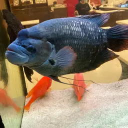Giant red tail gourami, photo 10