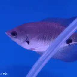 Giant red tail gourami, photo 11