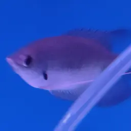 Giant red tail gourami, photo 12