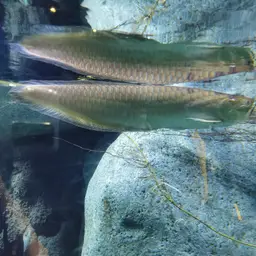 Black Arowana