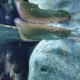 Black Arowana, photo 2