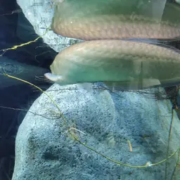 Black Arowana, photo 3