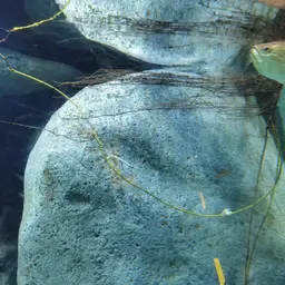 Black Arowana, photo 4