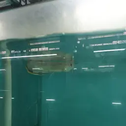 Black Arowana, photo 5
