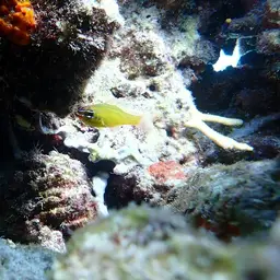 Yellow Cardinalfish, photo 1