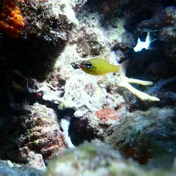Yellow Cardinalfish, photo 2