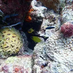 Yellow Cardinalfish, photo 3