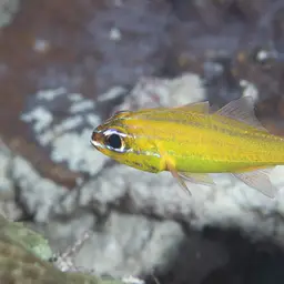 Yellow Cardinalfish, photo 4
