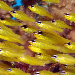 Yellow Cardinalfish, photo 5