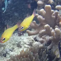 Yellow Cardinalfish, photo 6