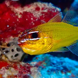 Yellow Cardinalfish, photo 8