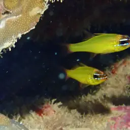Yellow Cardinalfish, photo 9