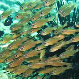 Yellow Cardinalfish, photo 10