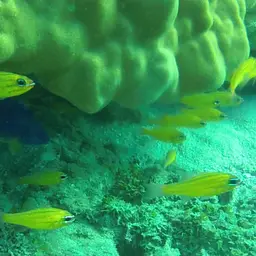 Yellow Cardinalfish, photo 11