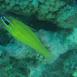Yellow Cardinalfish, photo 12