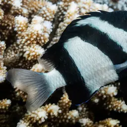 Black-spotted Boxfish