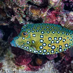 Black-spotted Boxfish, photo 2