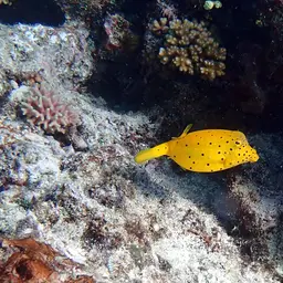 Black-spotted Boxfish, photo 3