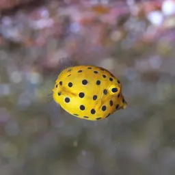 Black-spotted Boxfish, photo 4